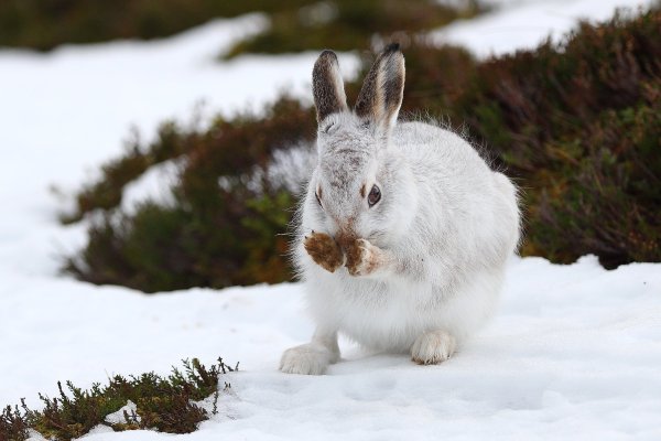 Заяц Беляк и Русак