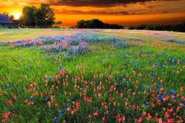 Цветущее поле