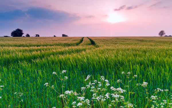 Луга Белоруссии