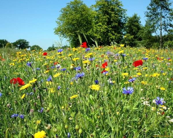 Поляна с полевыми цветами