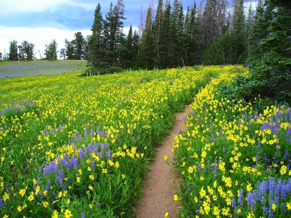 Луг с цветами