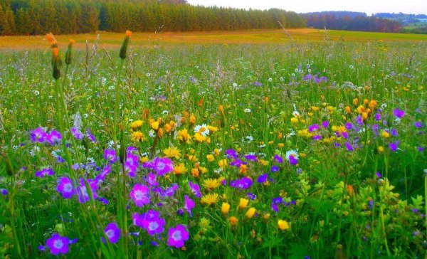 Поля и Луга Кировской области