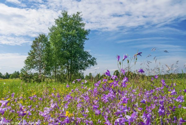 Луговые цветы