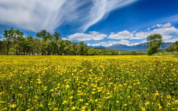 Полевые цветы