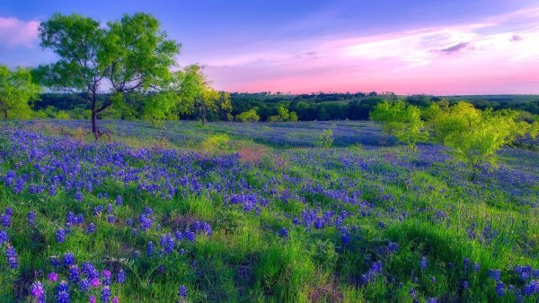 Красивый луг