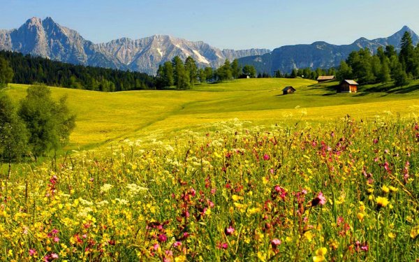 Ромашковое поле Краснодарский край