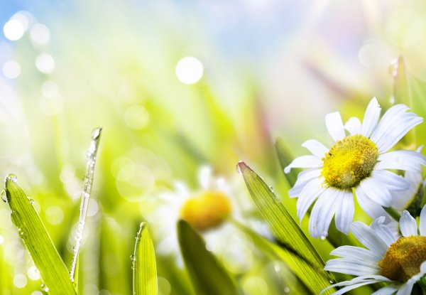 Солнечные ромашки