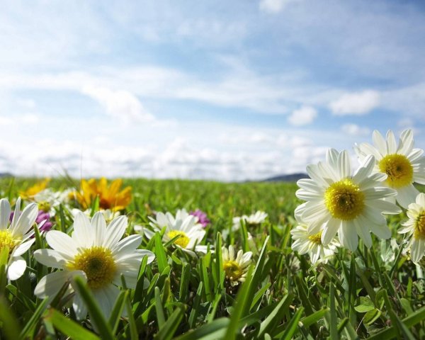 Красивые пейзажи с ромашками