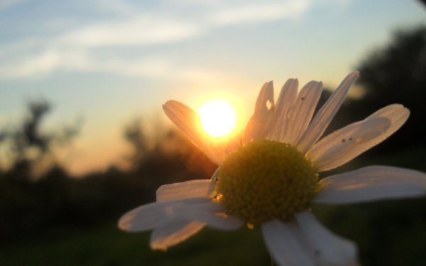 Лето солнце ромашки