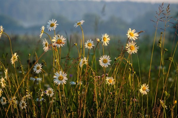 Красивый рассвет в поле