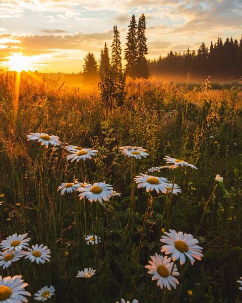 Природа ромашки