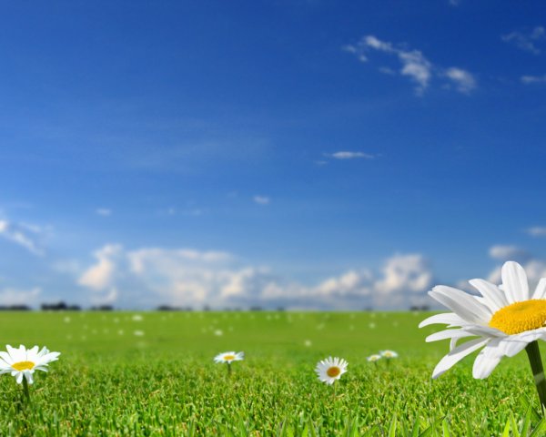 Ромашки и небо