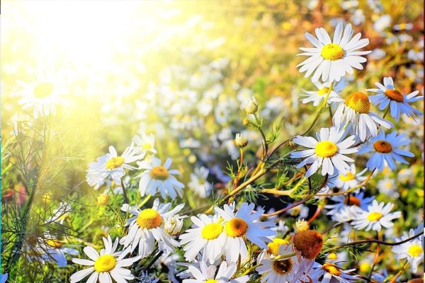 Ромашковое поле