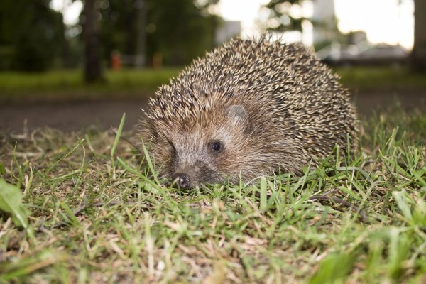 Еж Лисичкин