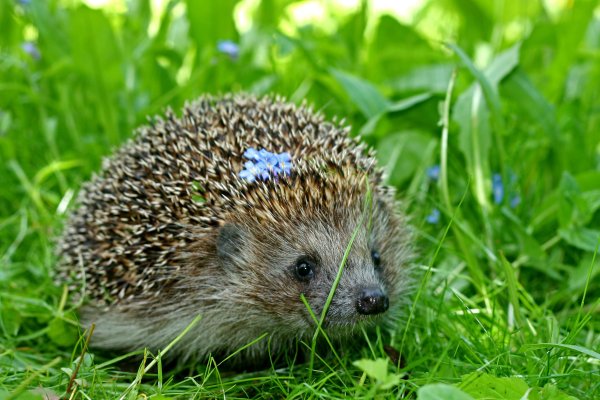 Еж обыкновенный Лесной