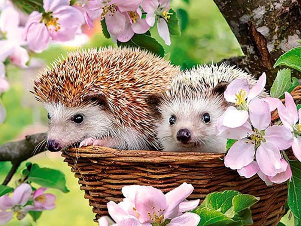 Castorland Puzzle 120 Ежик