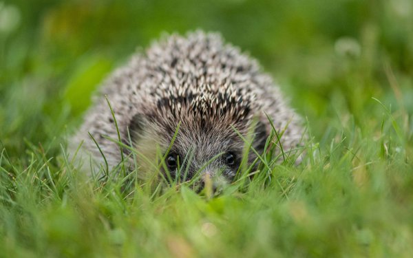 Стая Ёжиков