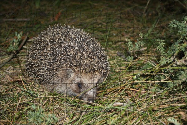 Ёжик летом
