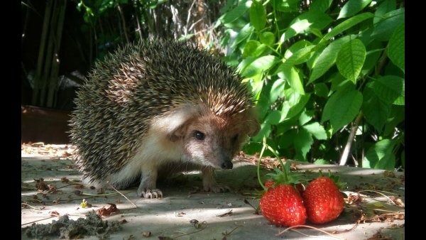 Ёжики живые