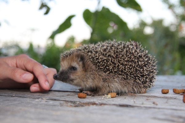 Ежиха несет ежонка