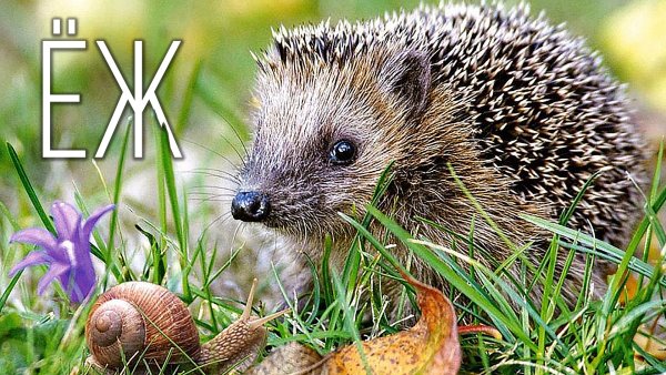 Ежик Лесной