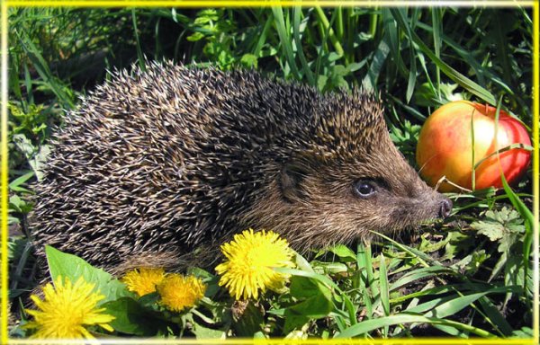 Ежик запасается