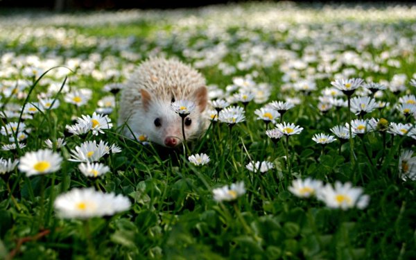 Весенний Ёжик