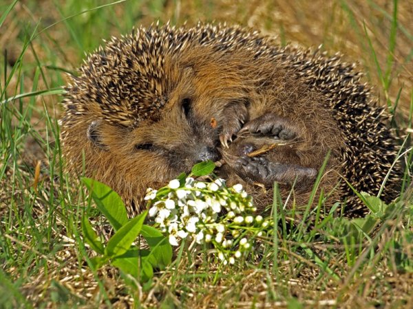 Дикие Ежи и ежата