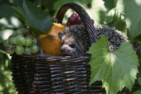 Ежик с корзинкой