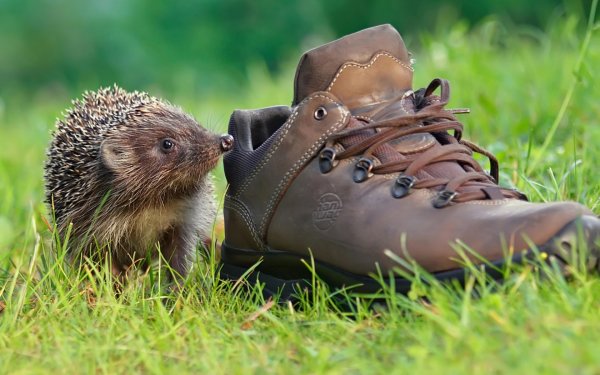 Животные в ботинках