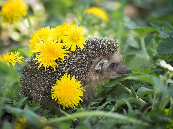 Ежики в саду