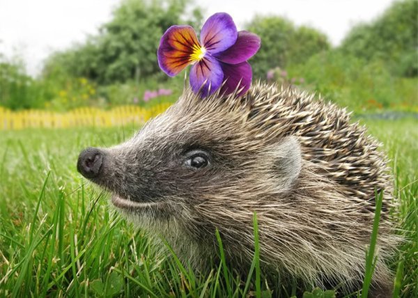 Ёжик и цветы