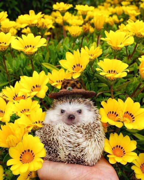 Еж в цветах