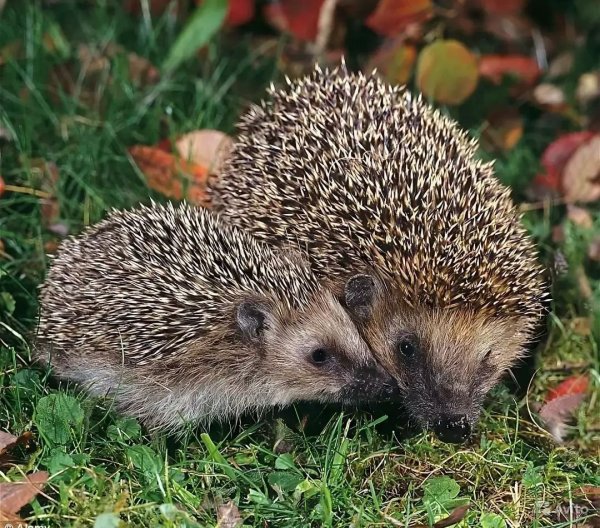 Обыкновенный ёж с ежатами