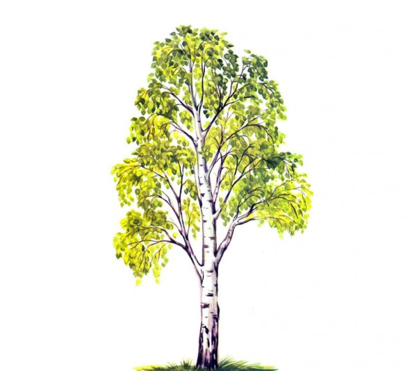 Береза для детей