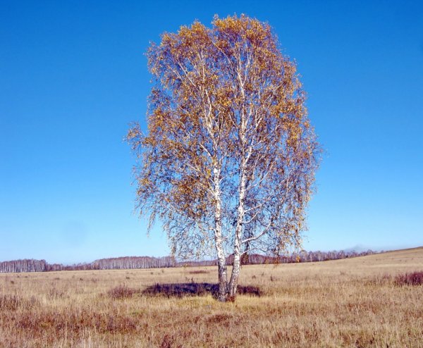 Одинокая береза летом
