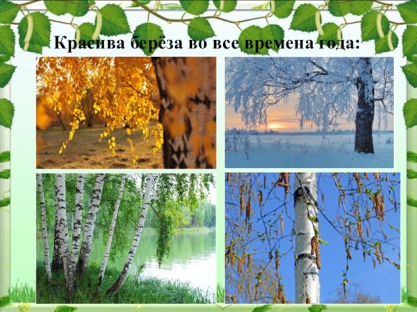 Береза по временам года