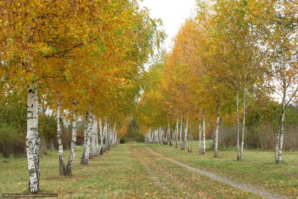 Березовая аллея осенью