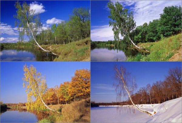 Осенний лес