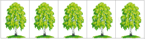 Береза повислая роща