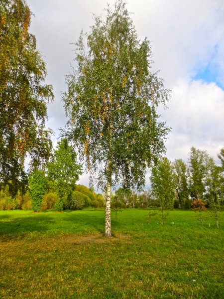 Есенинская береза