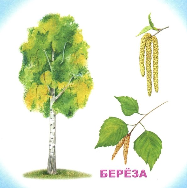 Береза рисунок