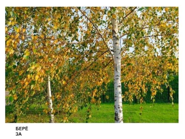 Береза задания для детей