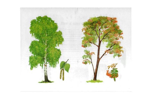 Рисование березы