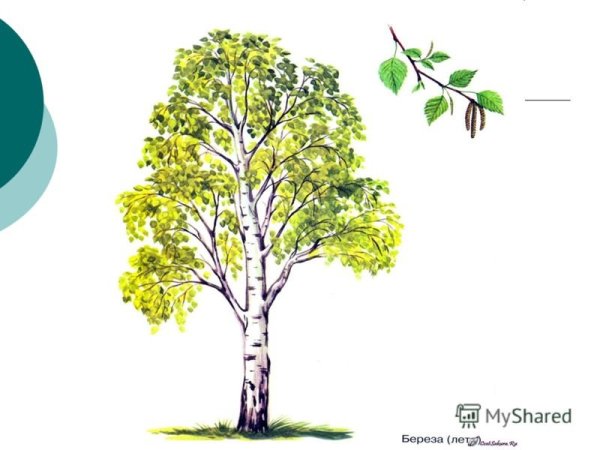 Осенняя Березка