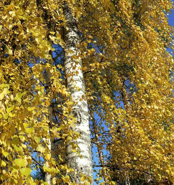 Осина для дошкольников