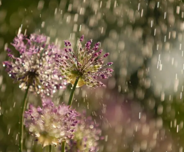 Природа дождь