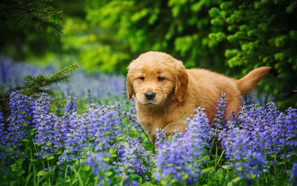 Собака лето