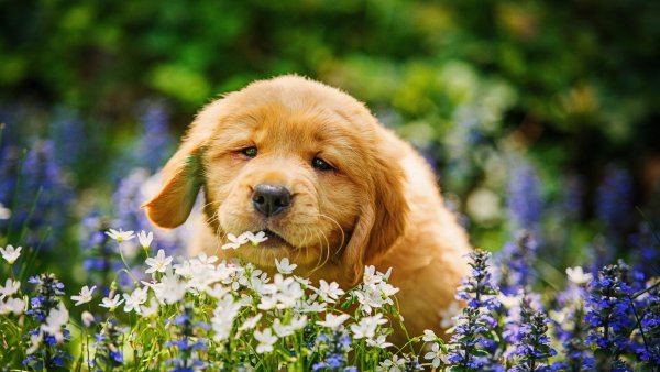 Лабрадор дружок