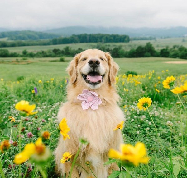 Собака летом